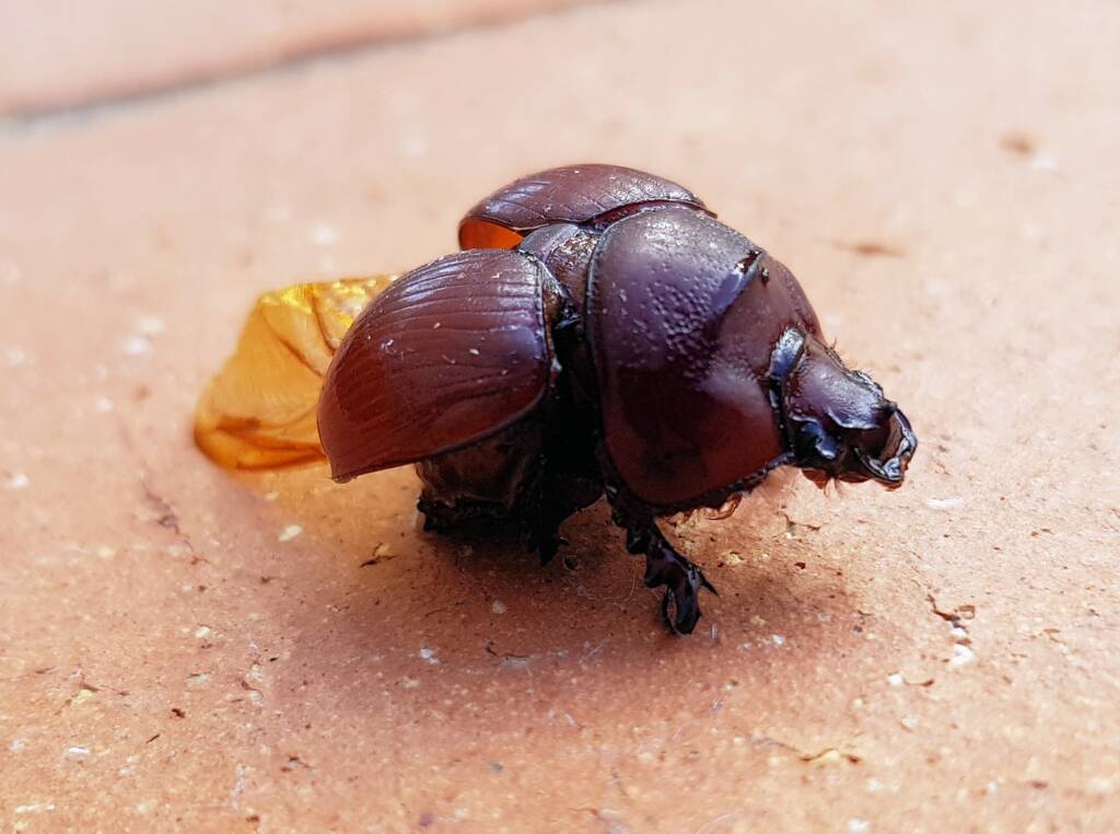 Family: Bolboceratidae beetle, Alice Springs NT