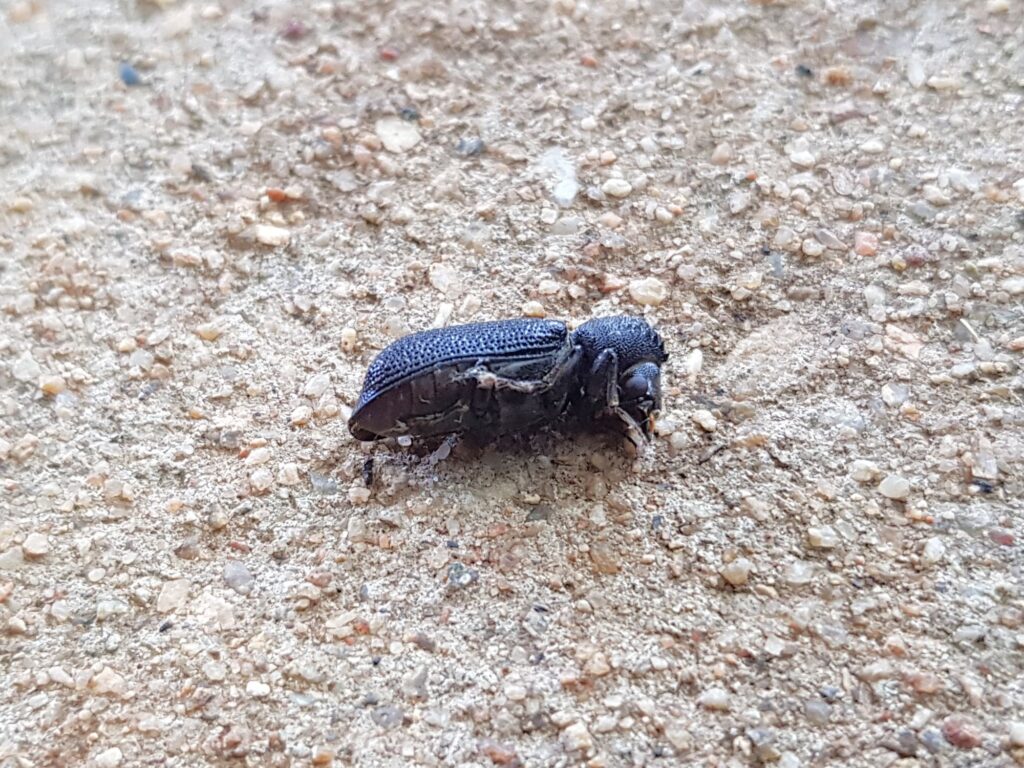 Large Auger Beetle (Bostrychopsis jesuita), Alice Springs NT