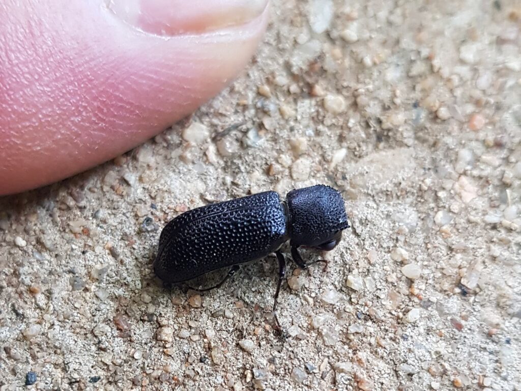 Large Auger Beetle (Bostrychopsis jesuita), Alice Springs NT