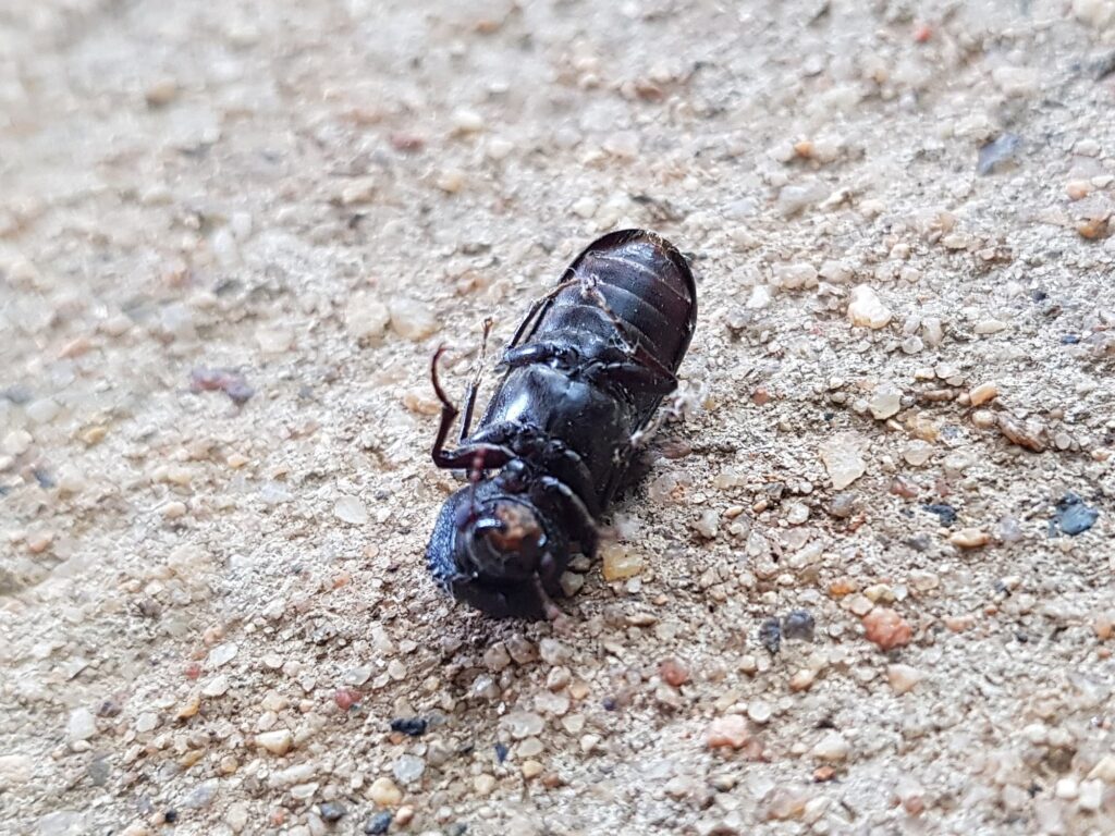 Large Auger Beetle (Bostrychopsis jesuita), Alice Springs NT