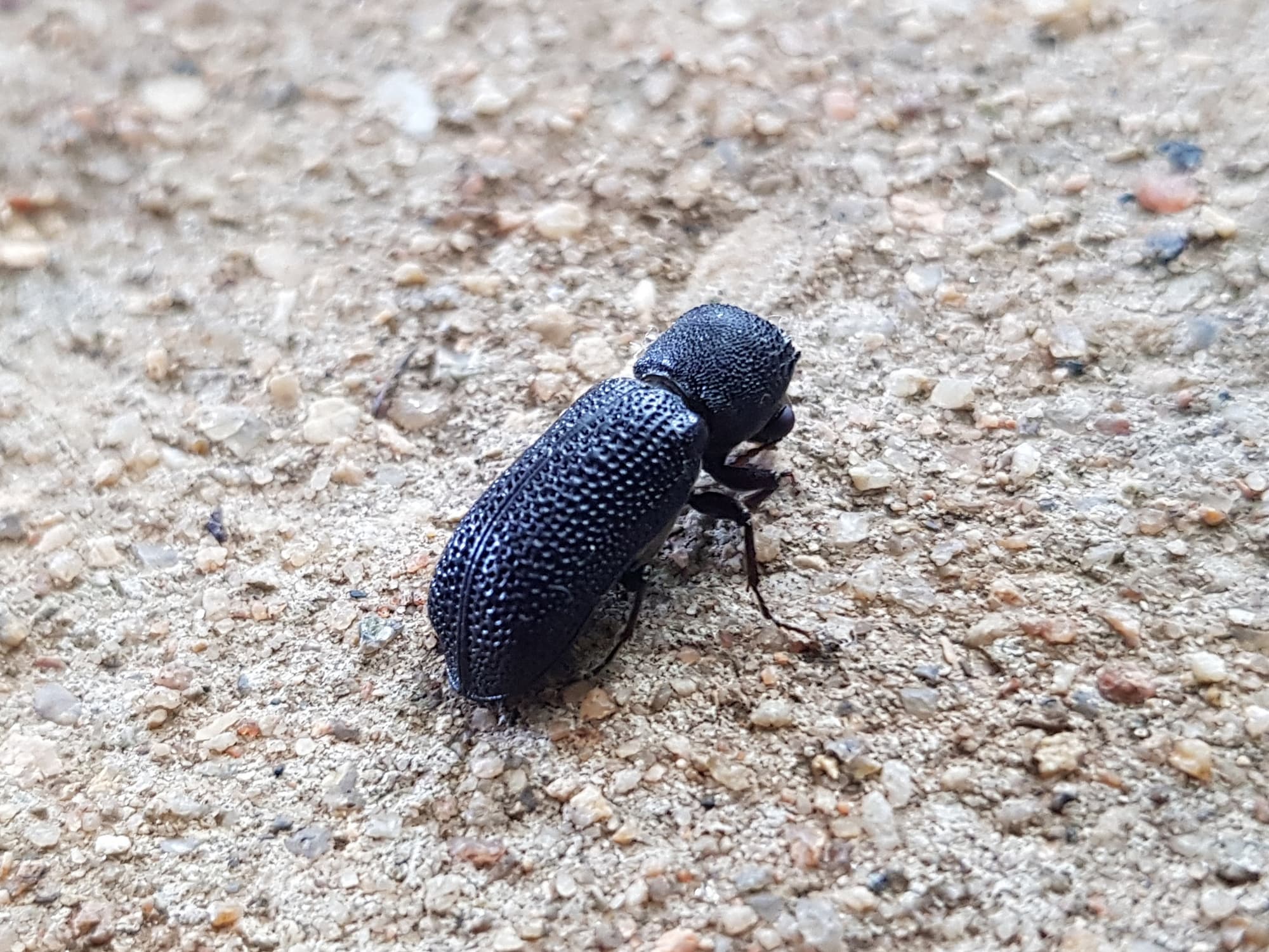 Large Auger Beetle (Bostrychopsis jesuita), Alice Springs NT