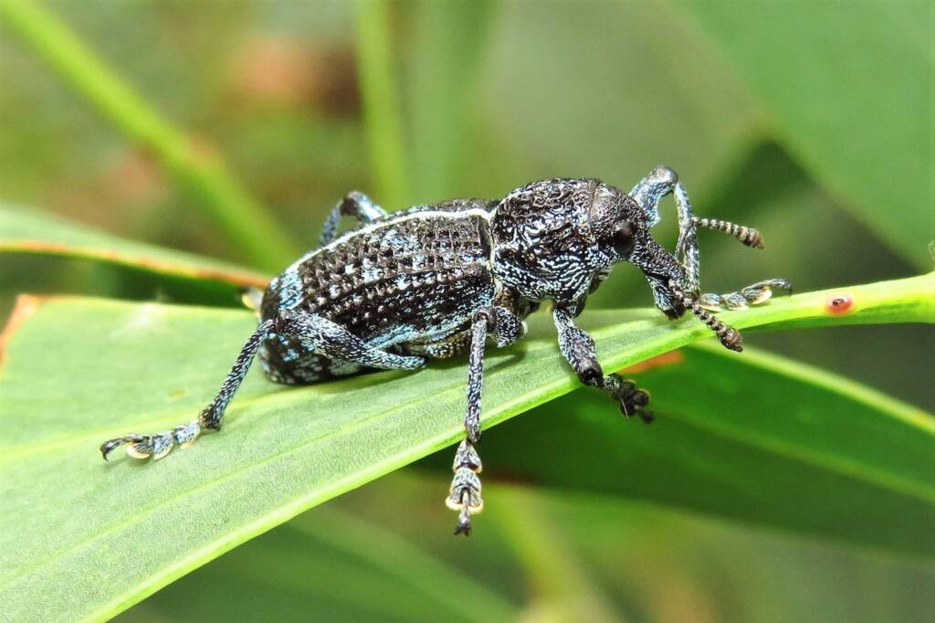 Botany Bay Diamond Weevil (Chrysolopus spectabilis), Bermagui NSW © Deb Taylor