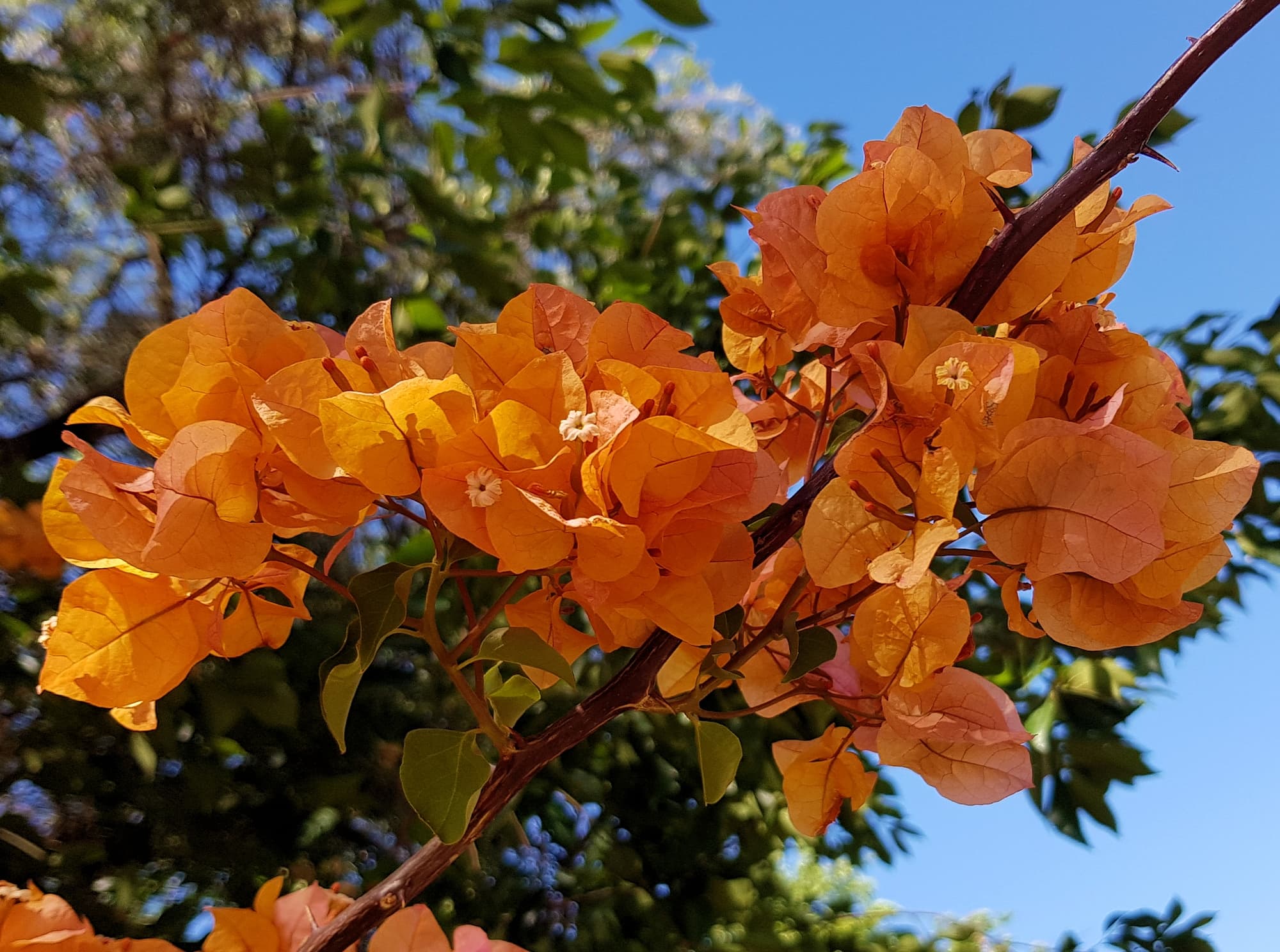 Bougainvillea Ausemade