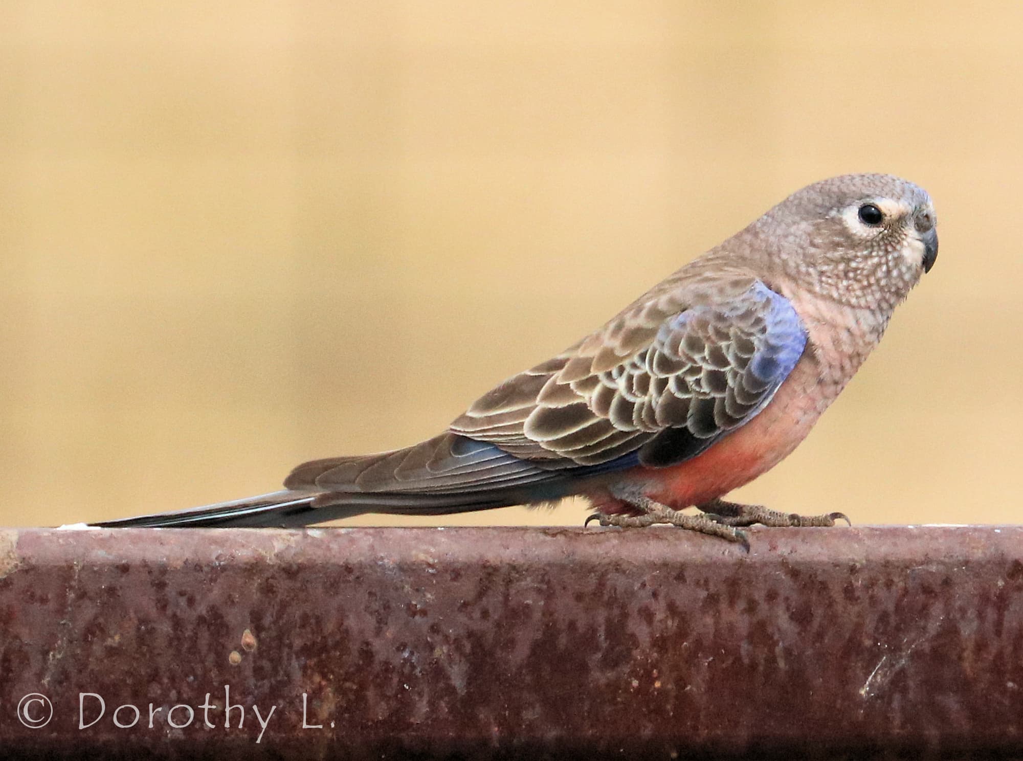 Bourke’s Parrot Ausemade