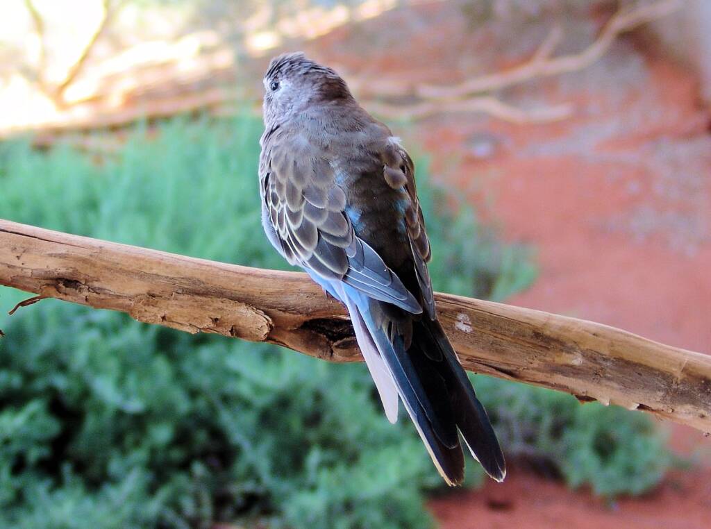 Bourke's Parrot (Neopsephotus bourkii), Alice Springs Desert Park