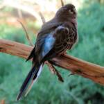 Bourke's Parrot (Neopsephotus bourkii), Alice Springs Desert Park