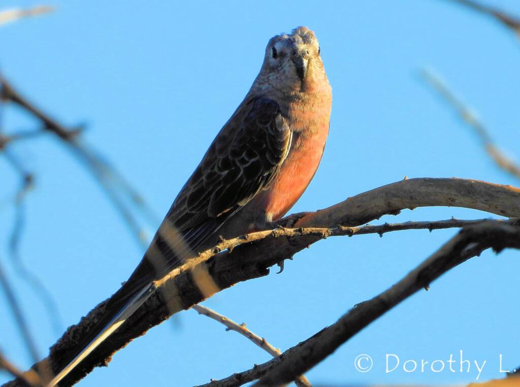 Bourke's Parrot (Neopsephotus bourkii), sunrise at Kunoth Bore, NT