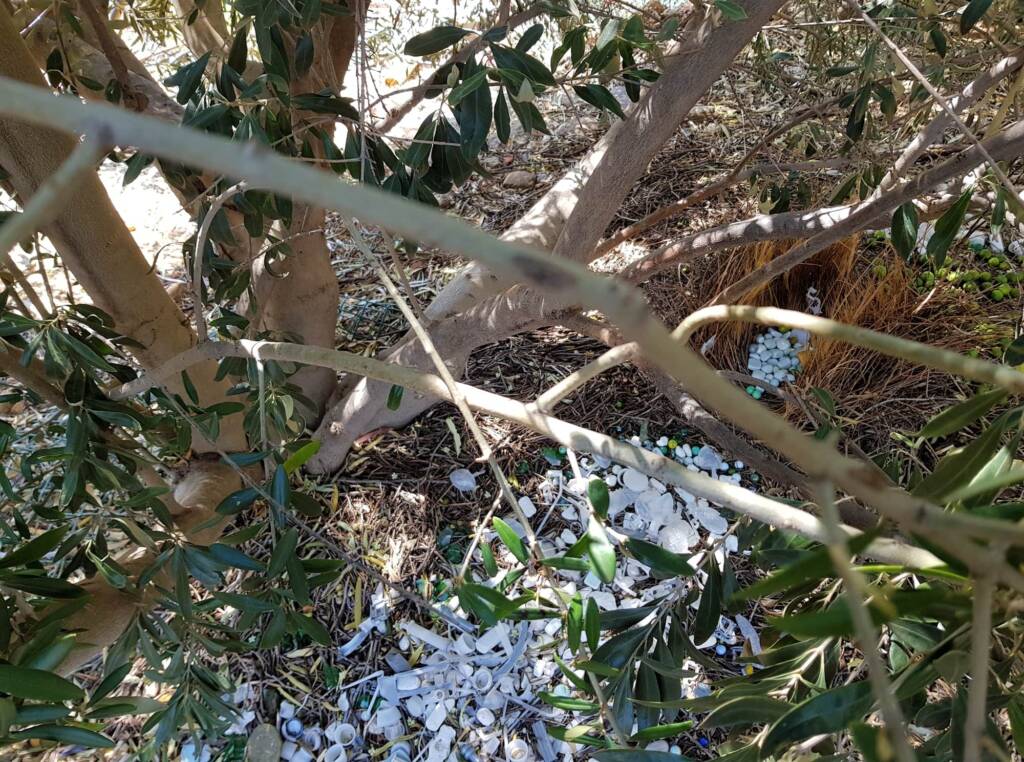 Bower of the Western Bowerbird (Chlamydera guttata) under Olive Tree, Alice Springs NT
