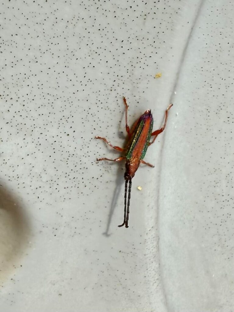 Brachytria pulcherrima, Yeronga QLD © George Chapman