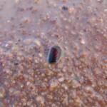 Clam Shrimp (class Branchiopoda, order/suborder Spinicaudata), Ilparpa Claypans, Central Australia