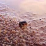 Clam Shrimp (class Branchiopoda, order/suborder Spinicaudata), Ilparpa Claypans, Central Australia