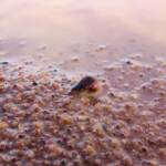 Clam Shrimp (class Branchiopoda, order/suborder Spinicaudata), Ilparpa Claypans, Central Australia