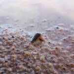 Clam Shrimp (class Branchiopoda, order/suborder Spinicaudata), Ilparpa Claypans, Central Australia