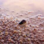 Clam Shrimp (class Branchiopoda, order/suborder Spinicaudata), Ilparpa Claypans, Central Australia