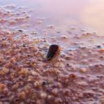 Clam Shrimp (class Branchiopoda, order/suborder Spinicaudata), Ilparpa Claypans, Central Australia