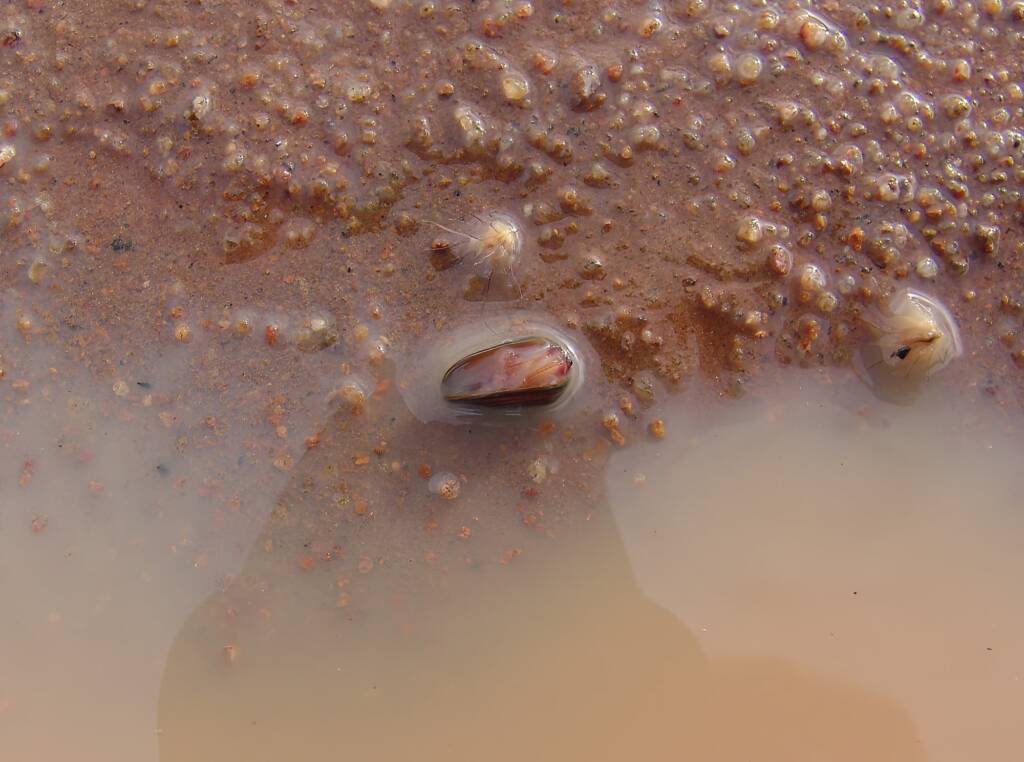 Clam Shrimp (class Branchiopoda, order/suborder Spinicaudata), Ilparpa Claypans, Central Australia