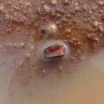 Clam Shrimp (class Branchiopoda, order/suborder Spinicaudata), Ilparpa Claypans, Central Australia