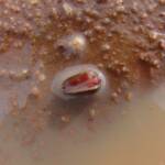Clam Shrimp (class Branchiopoda, order/suborder Spinicaudata), Ilparpa Claypans, Central Australia
