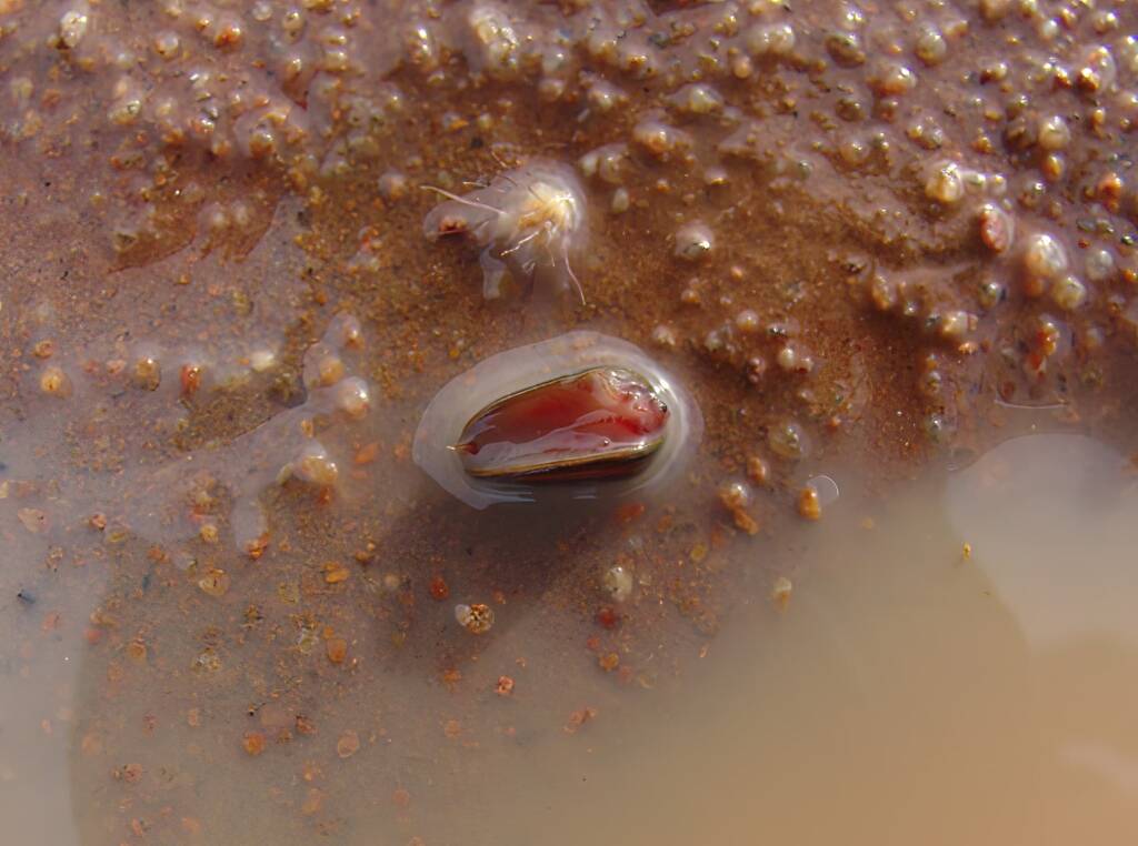 Clam Shrimp (class Branchiopoda, order/suborder Spinicaudata), Ilparpa Claypans, Central Australia