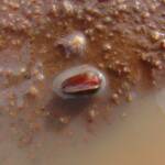 Clam Shrimp (class Branchiopoda, order/suborder Spinicaudata), Ilparpa Claypans, Central Australia