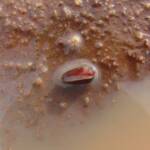 Clam Shrimp (class Branchiopoda, order/suborder Spinicaudata), Ilparpa Claypans, Central Australia