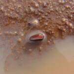 Clam Shrimp (class Branchiopoda, order/suborder Spinicaudata), Ilparpa Claypans, Central Australia