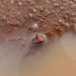 Clam Shrimp (class Branchiopoda, order/suborder Spinicaudata), Ilparpa Claypans, Central Australia