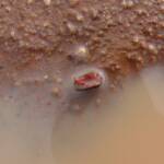 Clam Shrimp (class Branchiopoda, order/suborder Spinicaudata), Ilparpa Claypans, Central Australia