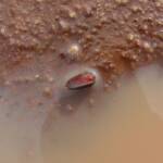 Clam Shrimp (class Branchiopoda, order/suborder Spinicaudata), Ilparpa Claypans, Central Australia