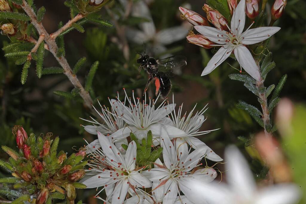 Reed Bee (Braunsapis sp) on Calytrix tetragona (Heath myrtle), Ballandean QLD © Marc Newman