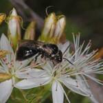 Reed Bee (Braunsapis sp), Ballandean QLD © Marc Newman