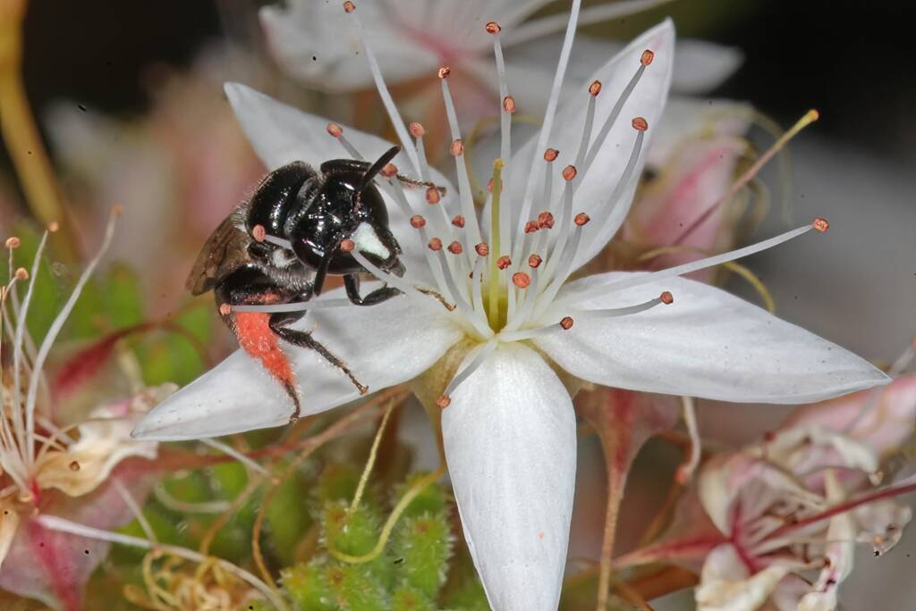 Reed Bee (Braunsapis sp) on Calytrix tetragona (Heath myrtle), Ballandean QLD © Marc Newman