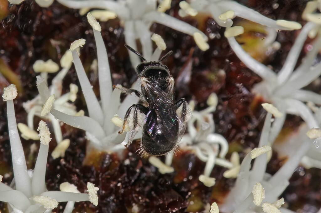Reed Bee (Braunsapis sp), Ballandean QLD © Marc Newman