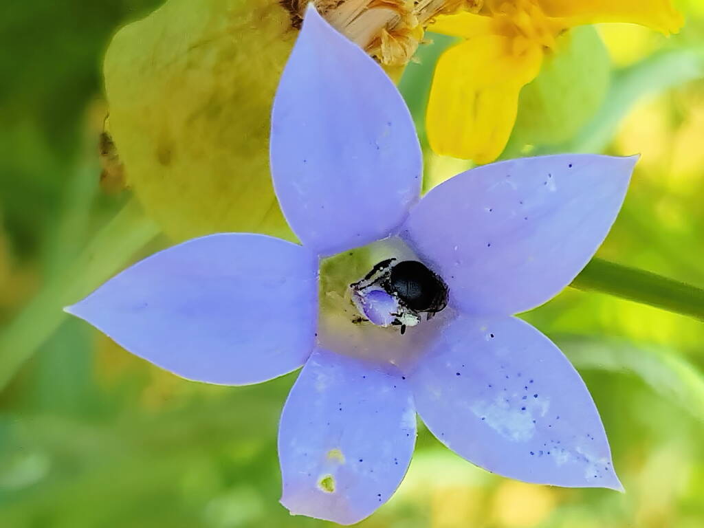 Native bee - Braunsapis sp. in Native Bluebells (Wahlenbergia queenslandica), Alice Springs Desert Park NT