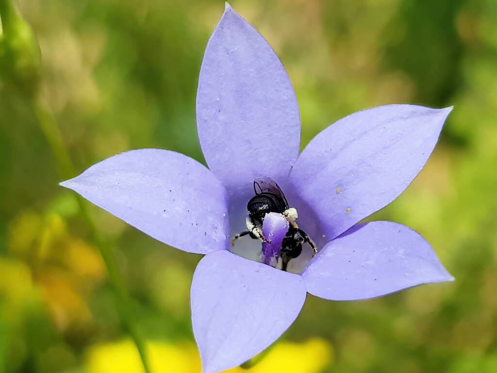 Native bee - Braunsapis sp. in Native Bluebells (Wahlenbergia queenslandica), Alice Springs Desert Park NT