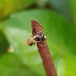 Reed Bee (Braunsapis sp), Alice Springs NT