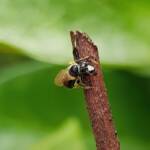 Reed Bee (Braunsapis sp), Alice Springs NT