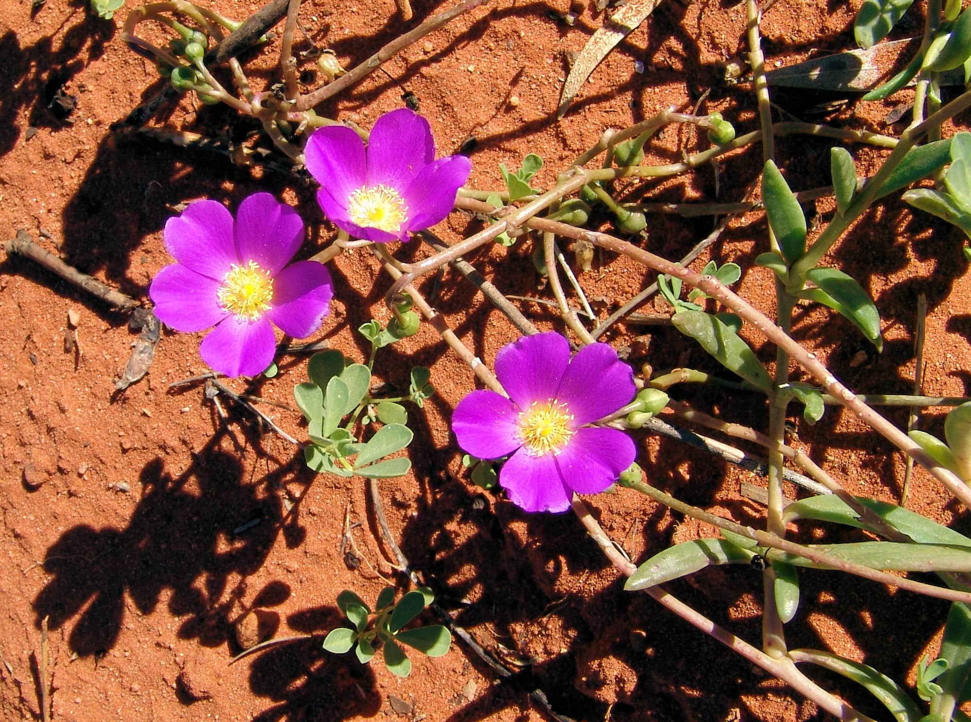 Broad-leaf Parakeelya (Calandrinia balonensis), Alice Springs Desert Park, NT