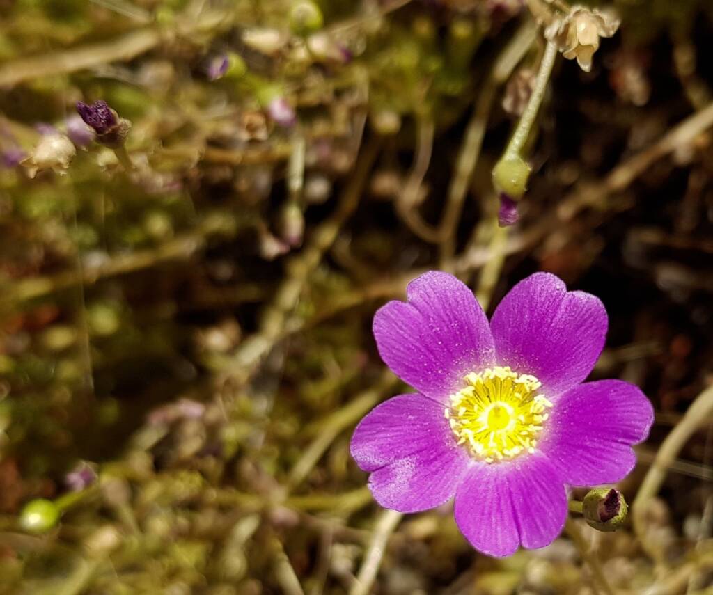 Broad-Leaf Parakeelya (Calandrinia balonensis), Redbank Waterhole, Owen Springs, NT
