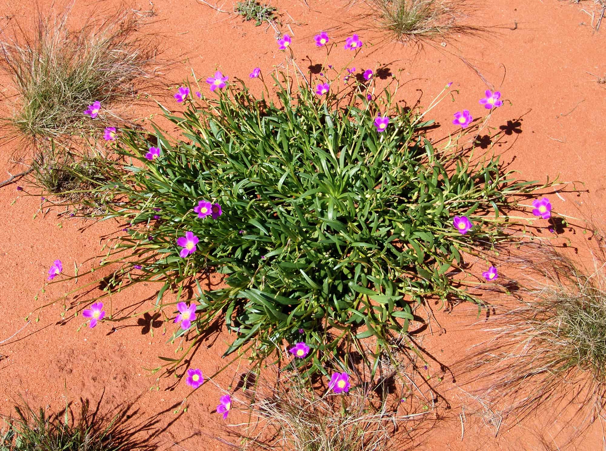 Broad-leaf Parakeelya (Calandrinia balonensis), south of Alice Springs, NT