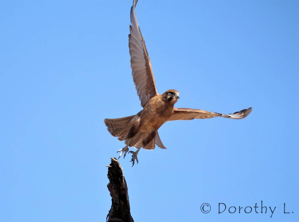 Brown Falcon (Falco berigora), Owen Springs, NT