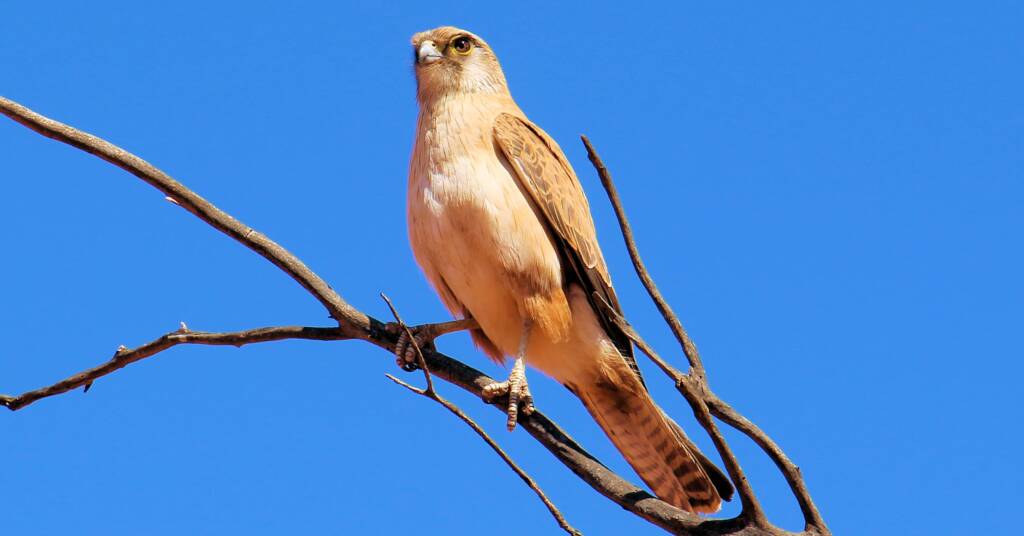 Juvenile Brown Falcon (Falco berigora), Owen Springs