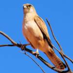 Juvenile Brown Falcon (Falco berigora), Owen Springs