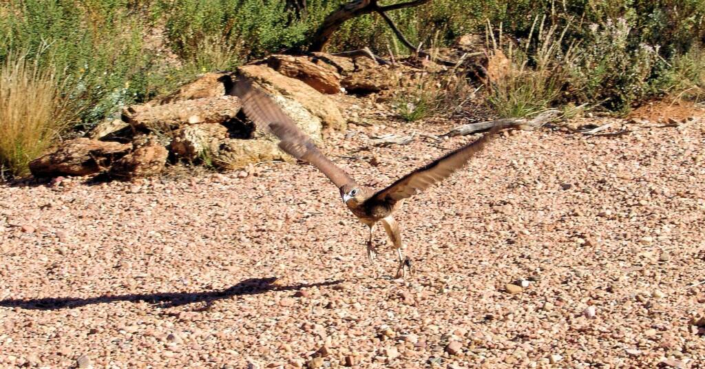 Brown Falcon - Nature Theatre - Alice Springs Desert Park