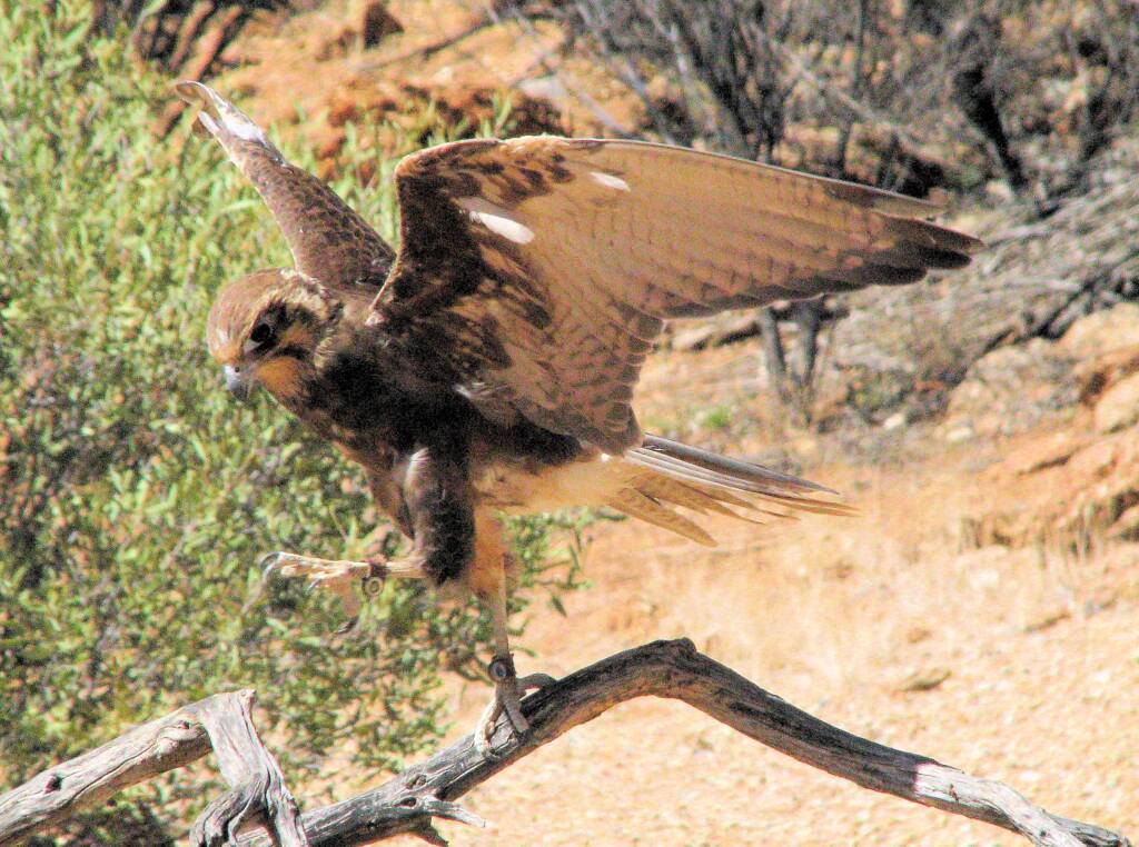 Brown Falcon - Nature Theatre - Alice Springs Desert Park