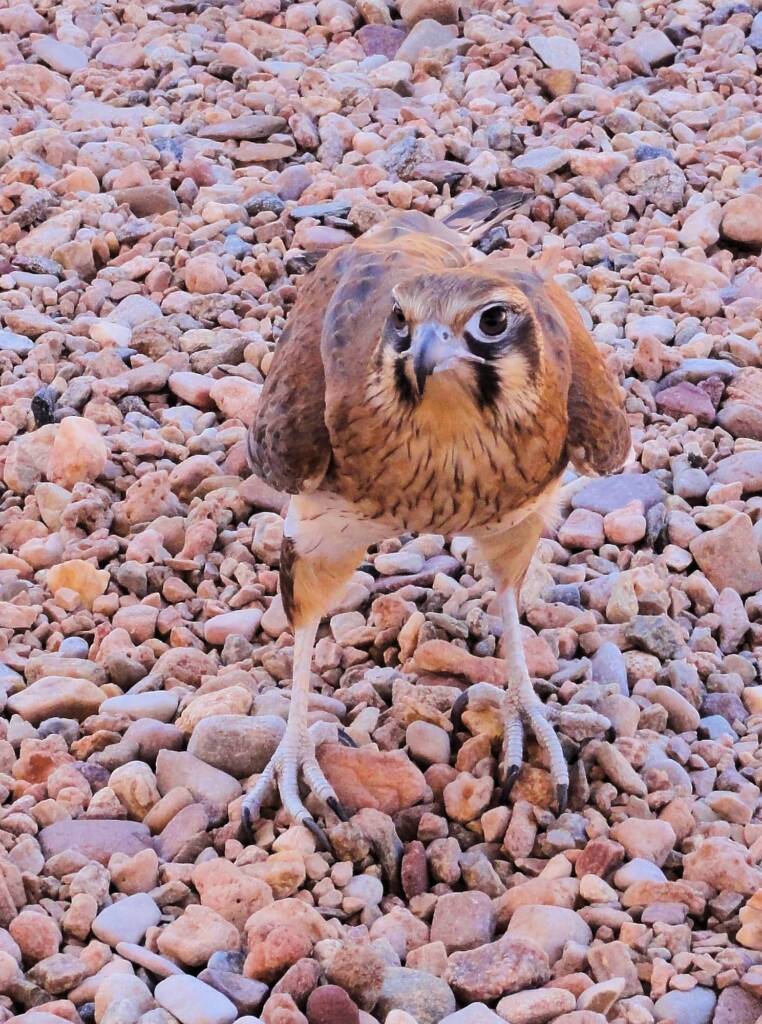 Brown Falcon (Falco berigora), Alice Springs Desert Park