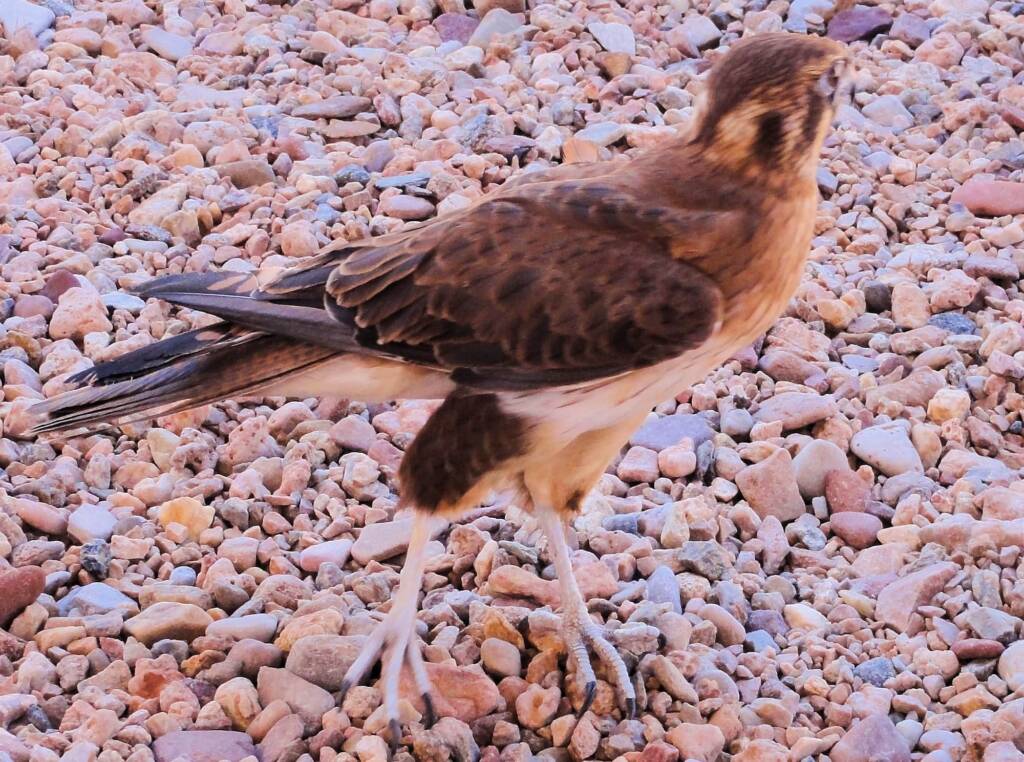 Brown Falcon (Falco berigora), Alice Springs Desert Park