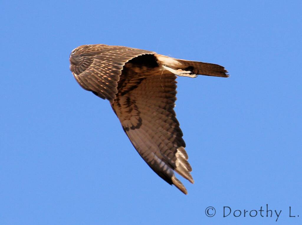 Brown Falcon dark morph (Falco berigora)