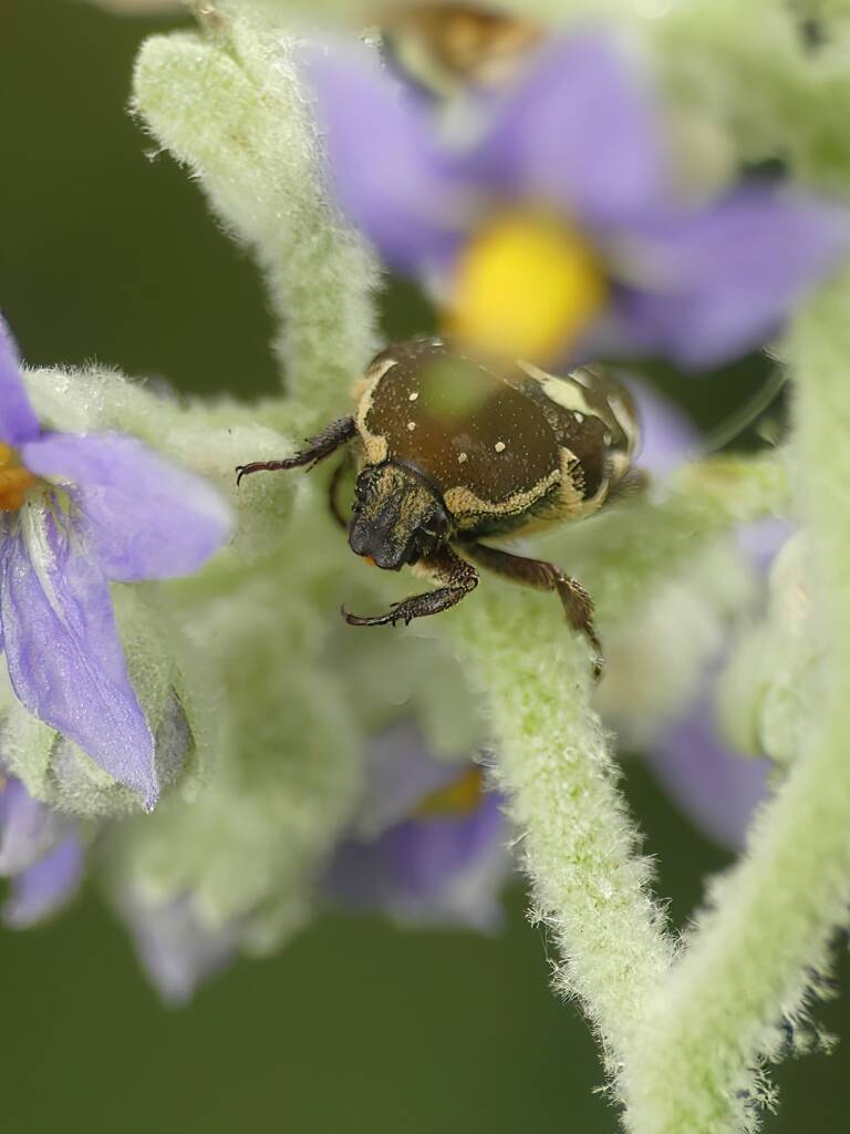 Brown Flower Beetle (Glycyphana stolata), Gold Coast QLD © Stefan Jones