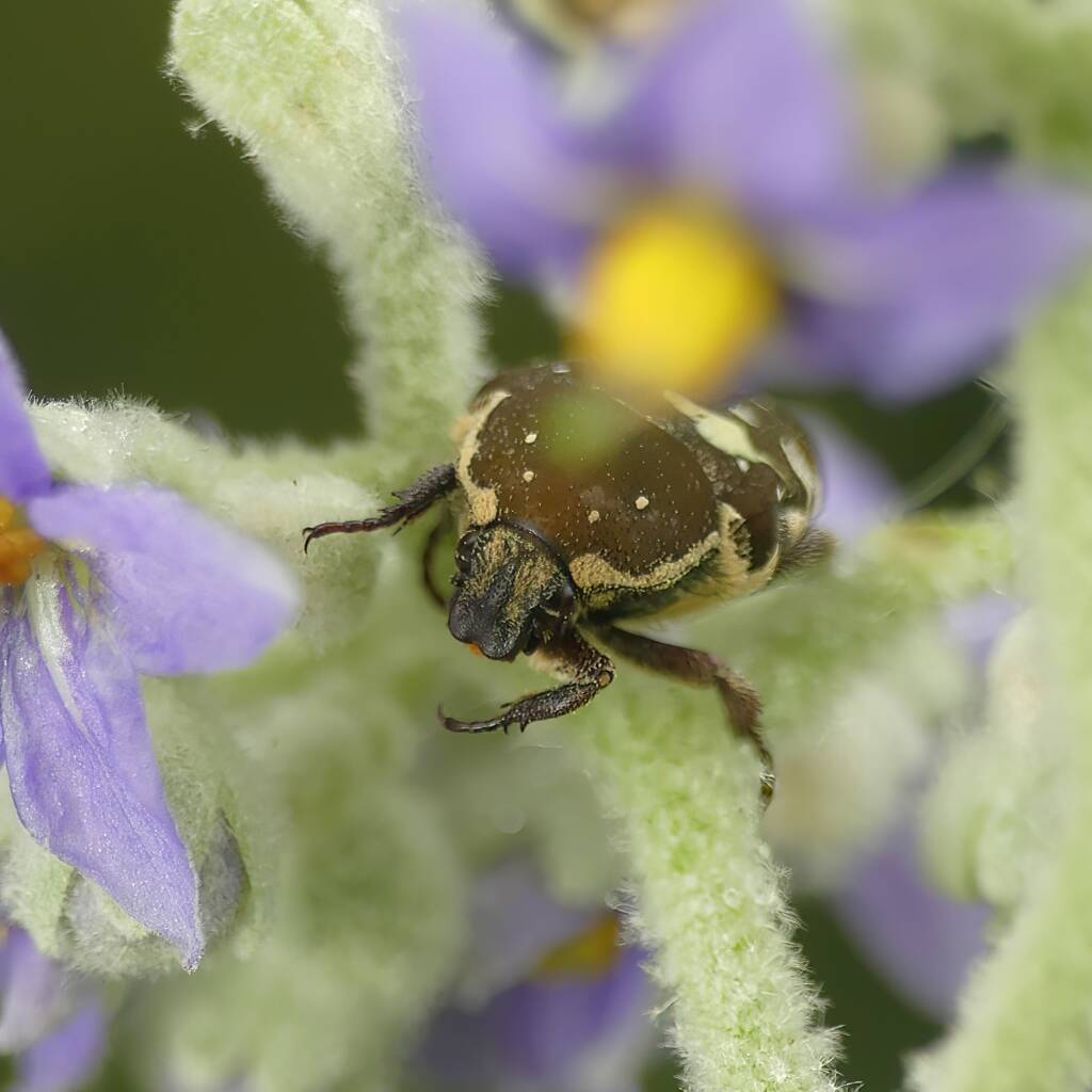 Brown Flower Beetle (Glycyphana stolata), Gold Coast QLD © Stefan Jones